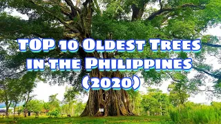 TOP 10 Oldest Trees in the Philippines History (2020) | Pinakamatandang Puno sa Kasaysayan|Pilipinas