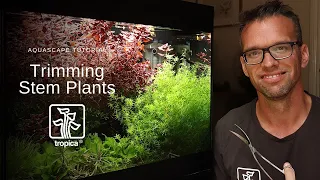 Aquascape Tutorial - Trimming Stem Plants