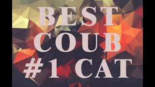 BEST #COUB 1 CAT | ЛУЧШЕЕ ВИДЕО COUB C КОТИКАМИ | 2019 | BEST #CUBE