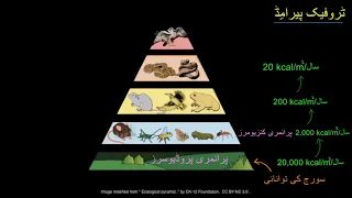 Impact of changes to trophic pyramids |  Ecology |  AP Biology |  Khan Academy Urdu