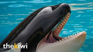 Orca attacks a woman in front of the cameras