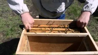 Пчеловодство для начинающих.Выбор и пересадка пчелопакета в улей.