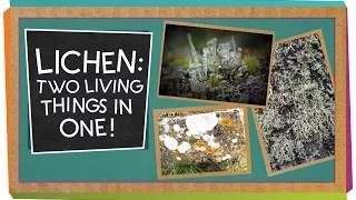 Lichen: Two Living Things In One | Biology for Kids