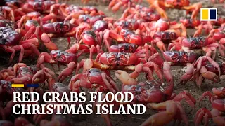 Christmas Island turns red as millions of crabs march to sea for annual migration