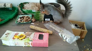 Как и чем кормить белку. / How and what to feed a squirrel.