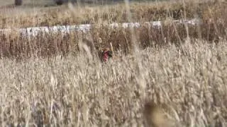 The Airedale Terrier Upland Hunting Style