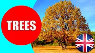 Learn about Trees for Kids - Children Vocabulary Trees Video for Preschool and Kindergarten