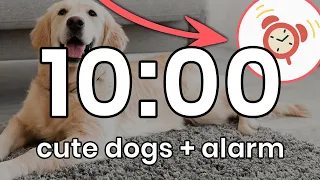 10 Minute Cute Dogs Timer With Alarm - A Fun and Furry Way to Keep Time