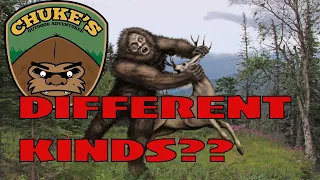 Are there different species of Bigfoot?