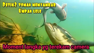 Seribu Satu..!! Momen Paling langka saat mancing Toman