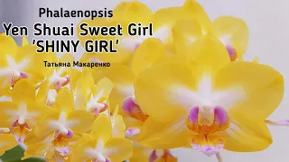 Phalaenopsis Yen Shuai Sweet Girl Shiny Girl Орхидея Сладкая Блестящая девочка | orchid фаленопсис