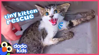 Rescued Kitten Was Scared Of People, Watch Her Snuggle For The First Time | Dodo Kids | Rescued!