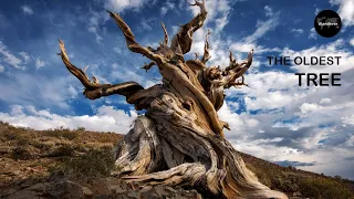 Oldest Tree On Earth (The Methuselah) : Oldest On Earth - 08