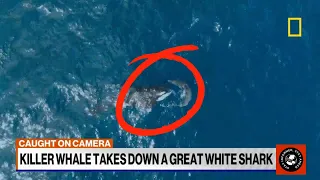 Grandma Orca Sophia SHOCKS the World: Epic Showdown with Great White Shark CAUGHT on Camera!