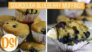 The Perfect Grab and Go Breakfast!! Sourdough Blueberry Muffins!! Homemade Blueberry muffins