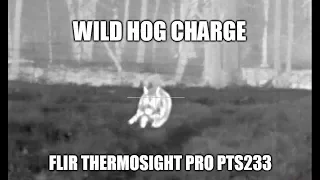 Wild Texas Hog Charges Thermal Hunter - Close Call