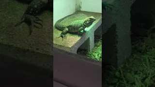 Close up on a Cuban Rock Iguana