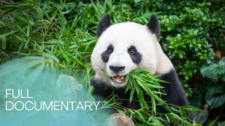 Fu Long - A happy little panda from the Vienna Zoo | myDOCUMENTARY