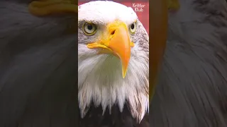 How A Bald Eagle Walks Like A Boss 😎 | Kritter Klub Shorts