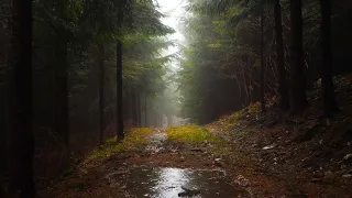 8 Hours of RAIN SOUNDS for Deep SLEEP | RELAX Instantly With Rainstorm Sounds | Reduce Stress, Study