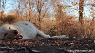 "I just ate a whole turkey" Wolf Howl (Laziest Wolf Howls Part Three)