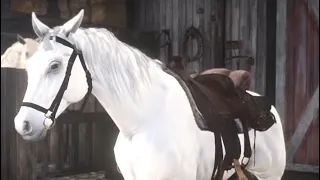 The simple way to break and tame Arabian white horse.