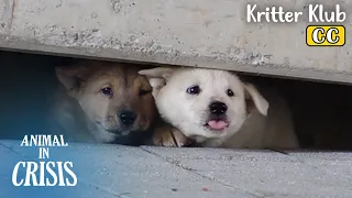 Reason Why This Dog Breastfed Her Pups Under A Church Building l Animal in Crisis Ep 362