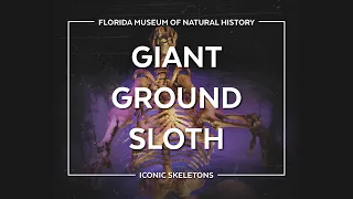 Iconic Skeletons: Giant Ground Sloth