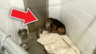 Zum ersten Mal seit zwei Jahren hört dieser vermisste Hund die Stimme seines Herrchens