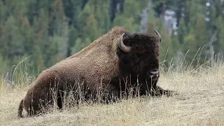 Yellowstone Wildlife - Grizzly Bears and Wolves