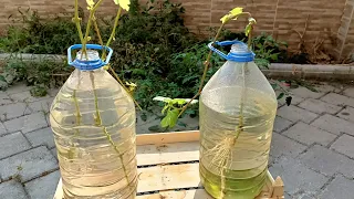 how to root a grape branch in twenty days,