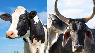 The Differences Between Living Cows