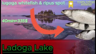 Trophy ludoga whitefish, ludoga whitefish & ripus spot Russian fishing 4