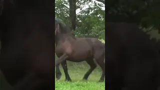 Stallion and young filly ।  Привели новую кобылу к жеребцу