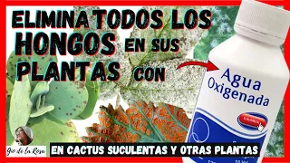 ELIMINA ¡TODO TIPO DE HONGOS!😮 de las plantas👉(DEFINITIVAMENTE) con AGUA OXIGENADA | Gio de la Rosa