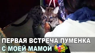 Первая РЕАКЦИЯ МОЕЙ МАМЫ НА ПУМУ / Знакомство нового котенка с родными