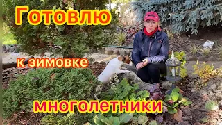 Готовлю многолетники к зимовке,что обрезать,а что укрыть? gardening in Ukraine