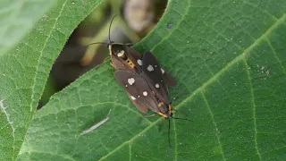 H νυχτοπεταλούδα Dysauxes famula - Butterflies of Crete