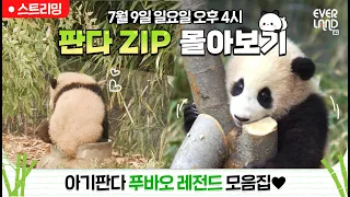 [🟢LIVE] 🐼판다.ZIP 몰아보기🐼 아기판다 #푸바오 귀엽집? 사랑스럽집?❤