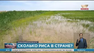 Каково состояние рисоводства в Казахстане?