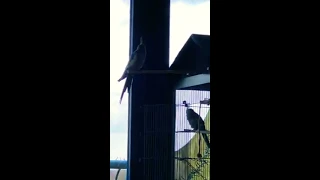 Cockatiel singing and relaxing  Don’t worry be happy song #happy free birds