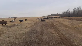 Пастушьи собаки в работе !🐮🐶