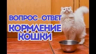 МНОГО ВОПРОСОВ ПРО КОРМЛЕНИЕ КОШКИ. ВетОтвет.