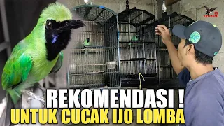 CUCAK IJO ! KUALITAS HARGA TERJANGKAU, REKOMENDASI UNTUK LOMBA, TEMPAT BURUNG PASAR BURUNG PRAMUKA