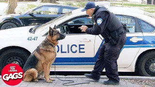 Dog Protects Owner From Cop | Just For Laughs Gags