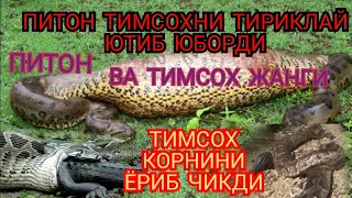 Питон ва тимсох жанги Турлий питон -энг катта илон овда