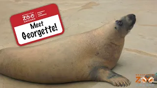 Meet Georgette Grey Seal!