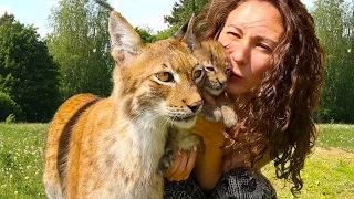 LYNX KITTEN fought back the lynx Martin / Sand kittens bark and hiss