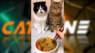 FUNNY CAT MEMES COMPILATION OF 2022 PART 1