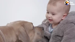 Kids Meet Pitbulls For The First Time | The Dodo